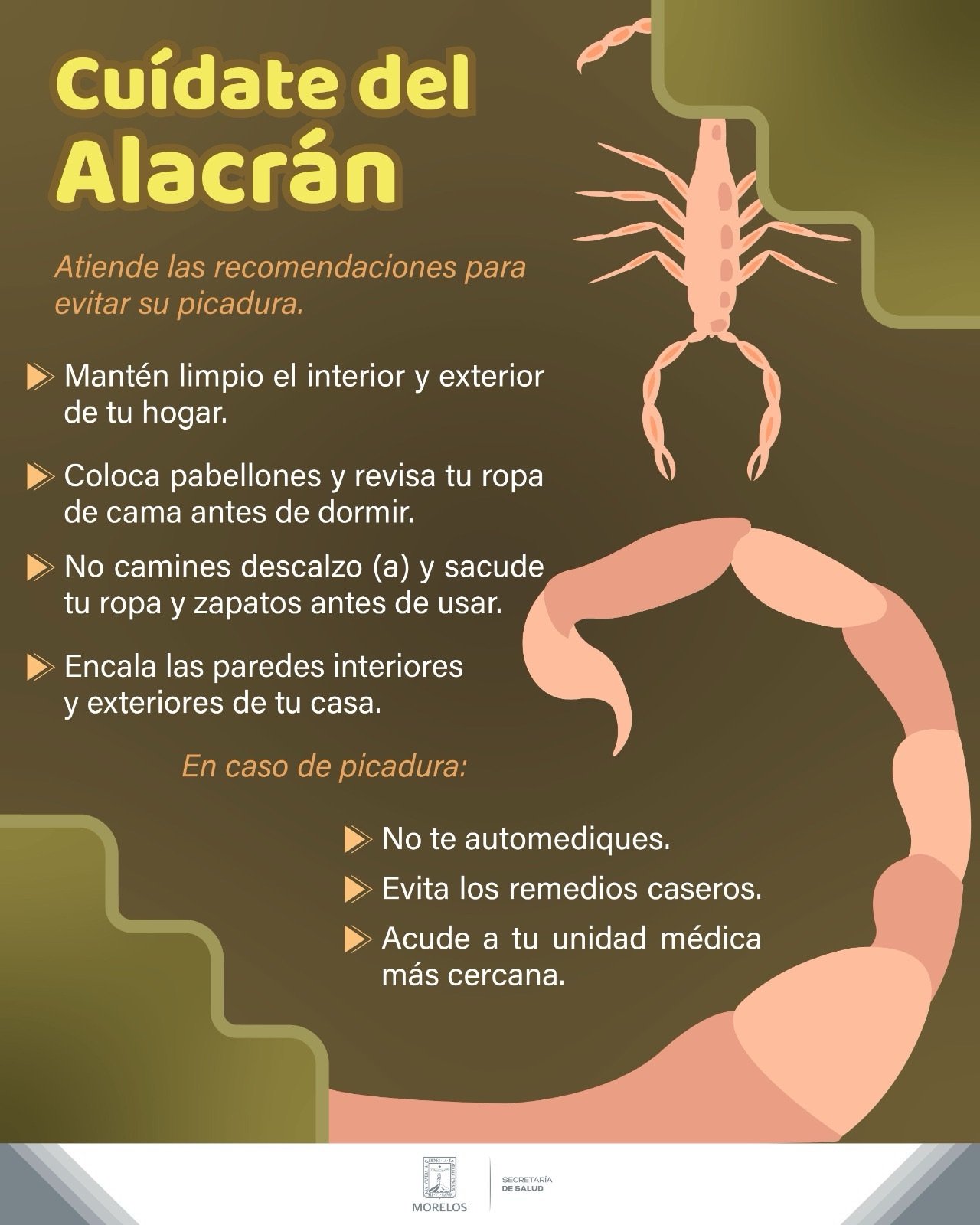 Salud recomienda estar alertas para evitar picadura de alacrán