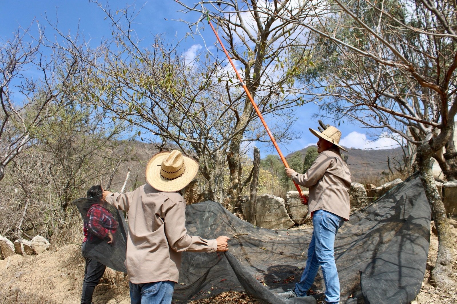 Desarrollo Sustentable recibirá semillas de árboles de especies nativas ...